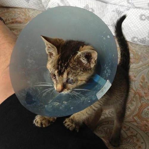 保護した時は小ちゃくてヨロヨロしてたんです