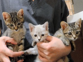 ミルクボランティアが育て、動物病院が新しい飼い主探しに協力