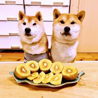 おいしそうなキウイが収穫できました（画像提供：柴犬が作る幻の赤いキウイさん）