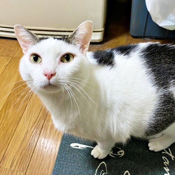 飼い主さんをメロメロにする「かわいいお顔」のしょうたくん（画像提供：きよダブシャインさん）