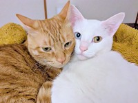 今も変わらず仲良し。兄弟猫の（左から）みのるちゃん、あきらちゃん（画像提供：emy@保護猫とレオパと平屋一人暮らし）