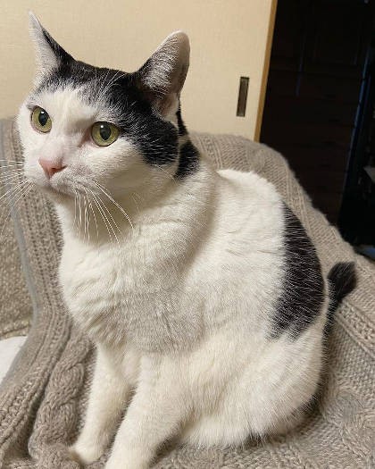 ミックス猫「マコトくん」。凜々しい表情のイケメン牛柄さん。