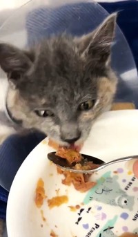 保護時、とても食欲があった（NPO法人「ねこけん」さん提供、Xよりキャプチャ撮影）