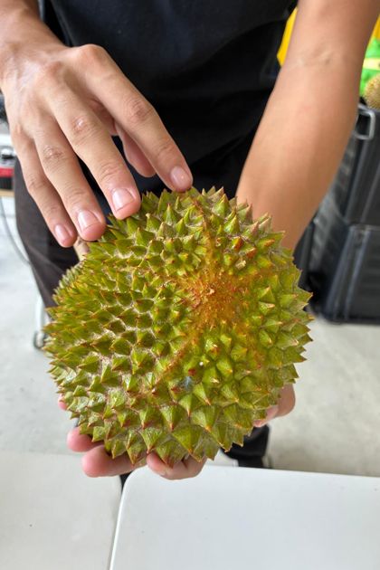 謎多き「フルーツの王様」 世界を魅了するマレーシアのドリアン農園を