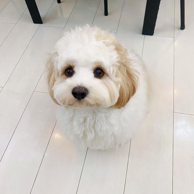 おしりまでまんまる…！（宮原幸恵さん@miiiiyayuki提供）