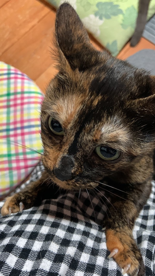 ママの服で爪研ぎ！？＝ねこママさん（@sanaemama4422）提供
