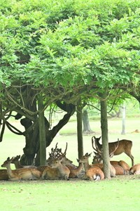 木陰は大事な夏の休憩場所。木陰を求めてたくさんの鹿が集まります（提供：川地祥介さん）