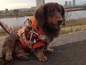 みんなにへそ天であいさつするよ　ダックスフンドの「アイン」