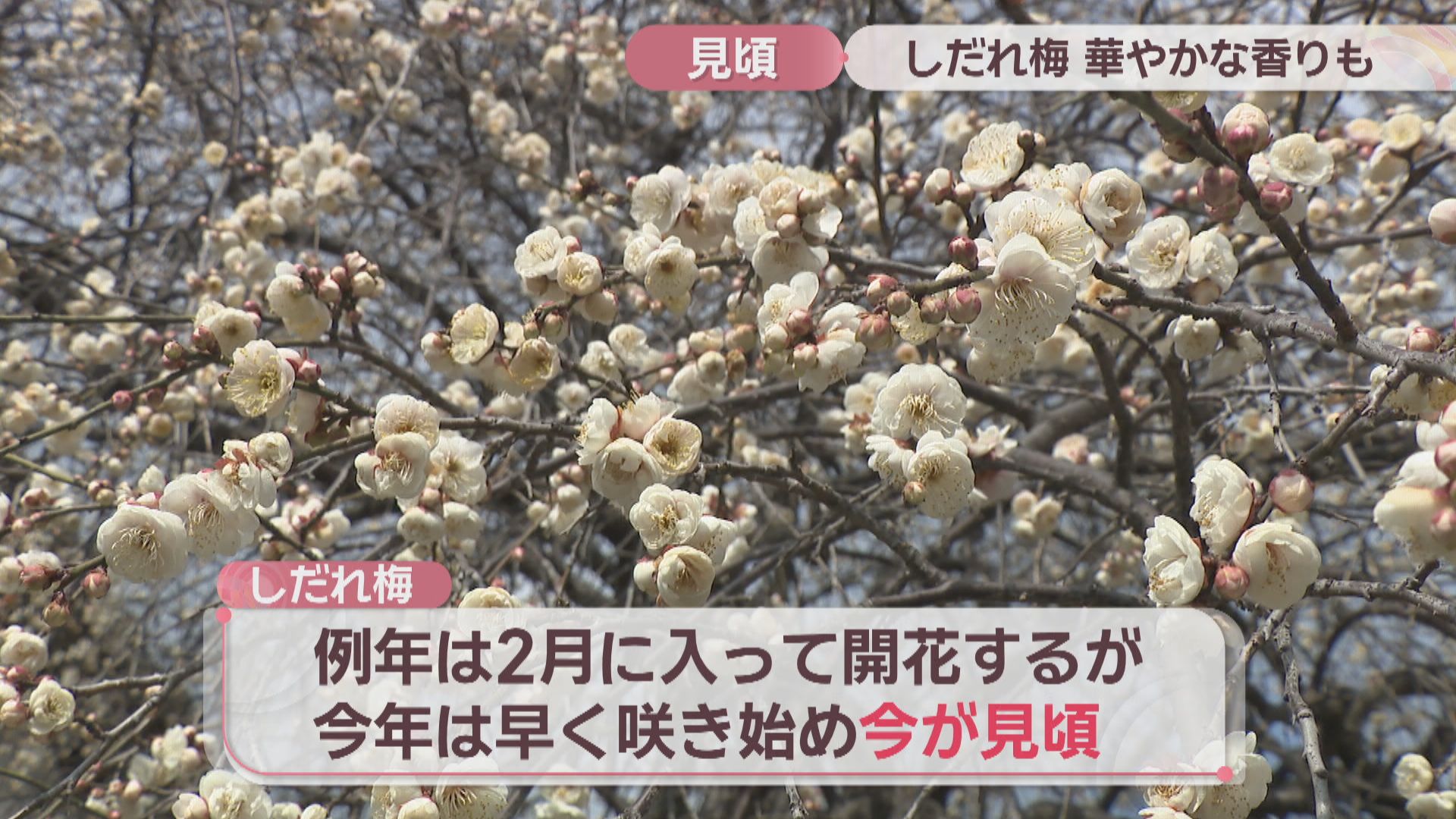希少 しだれ梅 しだれ梅 約2.5m 希少な真紅の赤花 美樹形株 特大株 植木苗木