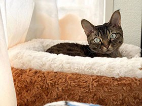 ん？写真撮るの？　デボンレックスの「アラン」ポカポカお昼寝　