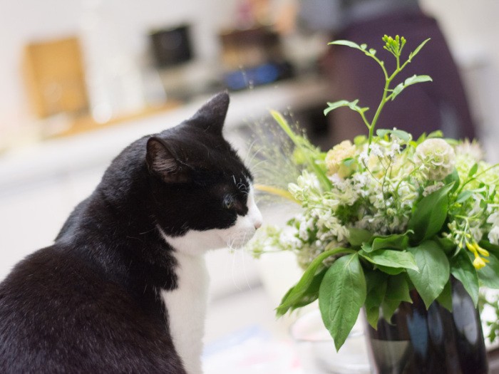 「葉っぱの上で伸びたり縮んだりしている生き物はなに？」（小林写函撮影）