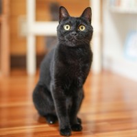 カギ。やんちゃだが甘えん坊でもある