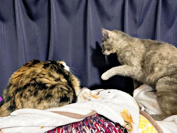 ニャンプロが始まる5秒前！（左から）たびちゃん、にびちゃん（画像提供：にびたびさん）