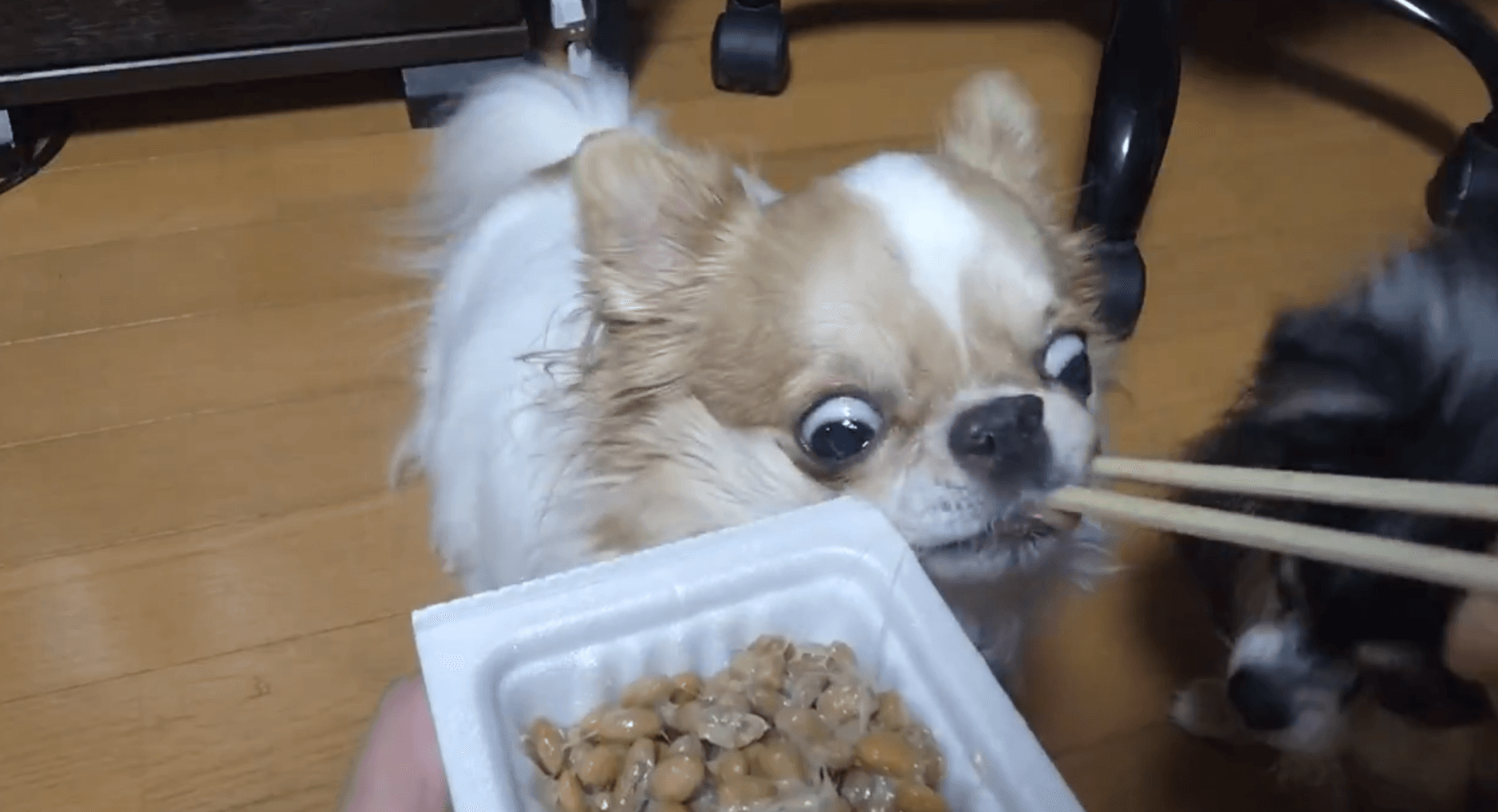 飼い主さんからお箸で一粒ずつ食べさせてもらっていたら…