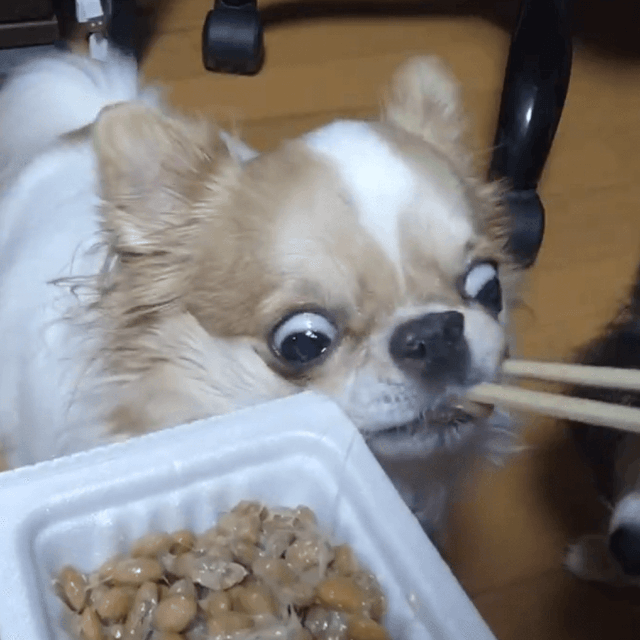 飼い主さんからお箸で一粒ずつ食べさせてもらっていたら…