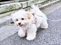 「ぬいぐるみが歩いている！」と小学生に言われたぽてとくん（画像提供：マルプーのぽてとさん）