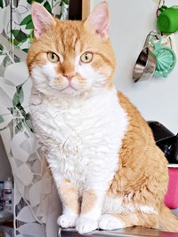 まん丸なお顔もキュートなもやしくん（画像提供：ラムキンのもやし君さん）