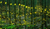 ホタル研究家の岡本勇さん提供　※岡本さんが撮影した複数の写真を合成したものです