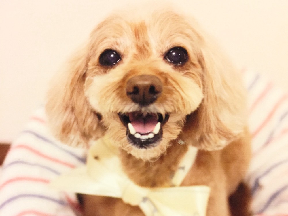 愛犬ぷりぷり、ついにカレンダーデビュー！？