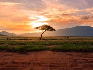 両親をアフリカ・サファリ旅行に。妄想は、叶えたい目標になった
