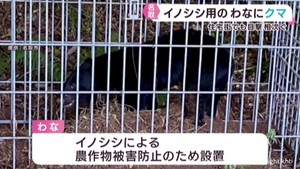 イノシシ用わなにクマがかかり処分　クマの目撃相次ぐ宮城・名取市