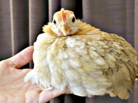 すくすくと成長し、生後4カ月を迎えたゴマちゃん（画像提供：ぴいちょさん）