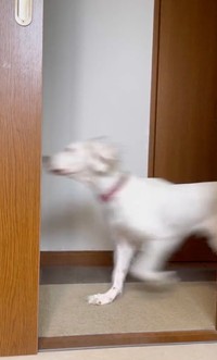 「通り過ぎる」パターン（動画からキャプチャー／提供：みのかさ さん @inekaratukutta）