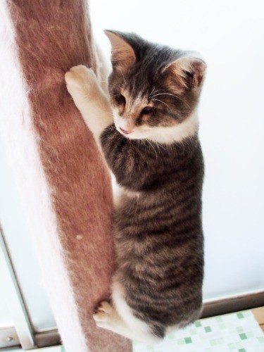 キャットタワーものぼれるよ！