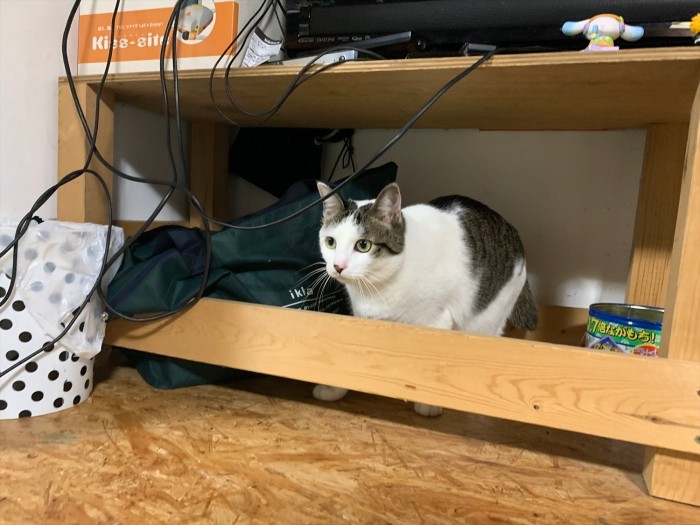 テレビの下から見守る