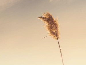 無駄毛まで愛して生きていく。バイバイ、容姿至上主義の私