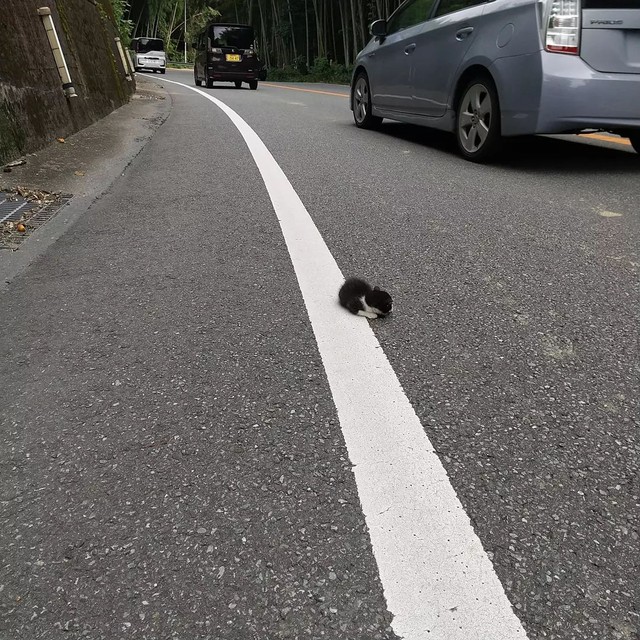 道路にへばりついていた