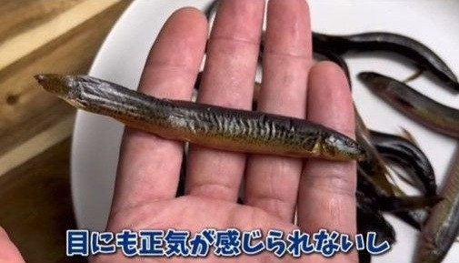 乾いて動かなくなったが…（「エマスちゃんねる  EMAS CHANNEL」さん提供、Instagramよりキャプチャ撮影）※画像はトリミングしています