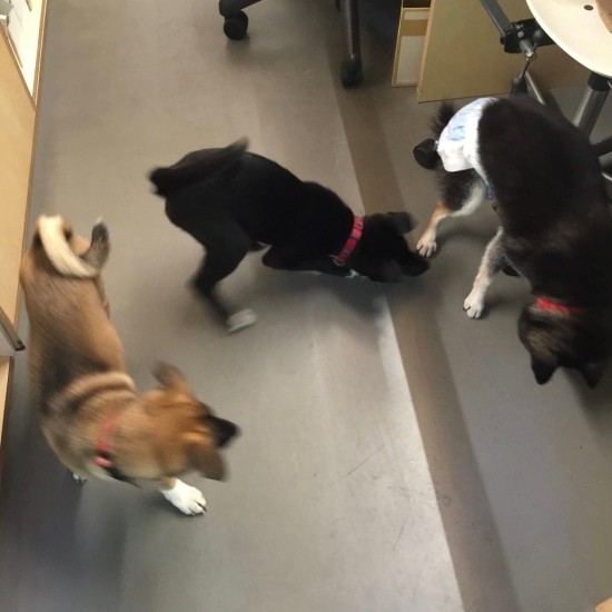 珍しいスリーショット