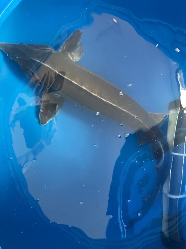 大津市で捕獲されたチョウザメ（滋賀県立琵琶湖博物館Twitterより）