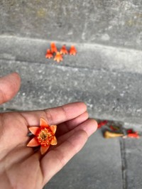タコさんウインナーではなく、ザクロの花だった（WITHてまりちゃんさん提供）