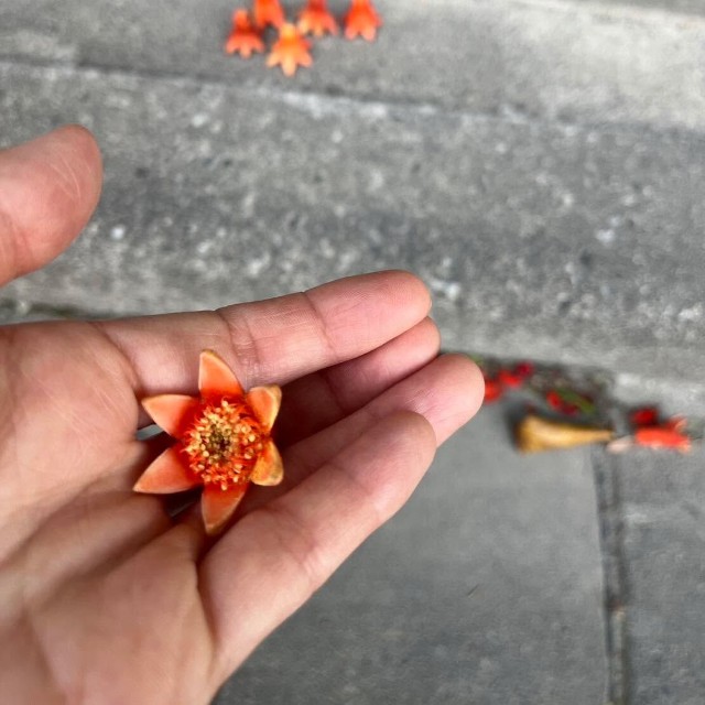 タコさんウインナーではなく、ザクロの花だった（WITHてまりちゃんさん提供）