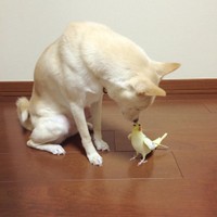 オカメインコのほっぺちゃんとチュッ