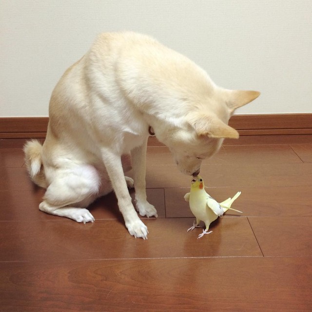 オカメインコのほっぺちゃんとチュッ