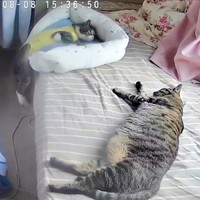 目を覚ましたクーちゃん（奥）（画像提供：いえもりさん）