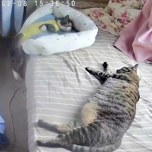 目を覚ましたクーちゃん（奥）（画像提供：いえもりさん）