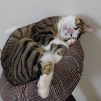 幸せそうな寝顔ねむねむさん