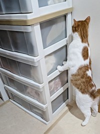 チェストの下に床下収納がありました（画像提供：まりもんさん）