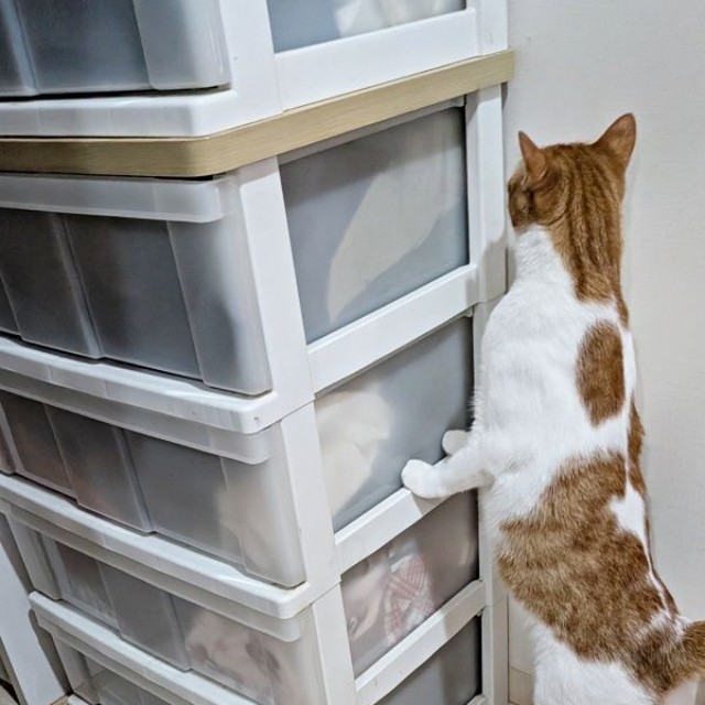 チェストの下に床下収納がありました（画像提供：まりもんさん）