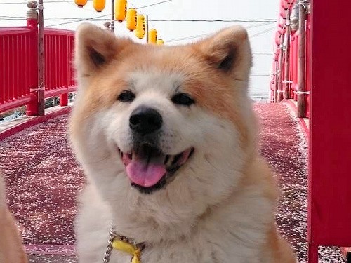 秋田犬のフク「おかーしゃんの帰りをお出迎え」