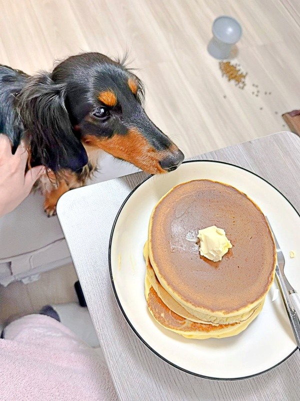 ホットケーキに夢中になるチャコくん（画像提供：チャコの飼い主さん）