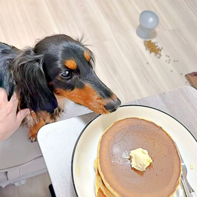 ホットケーキに夢中になるチャコくん（画像提供：チャコの飼い主さん）