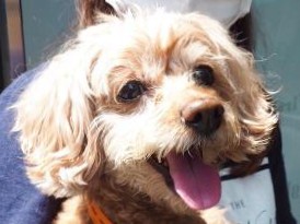 トリミング中も笑ってる？　愛犬はサロンが大好き