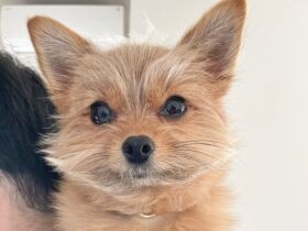 体をよじのぼり…　パーカーのフードからパパのお仕事をチェックする雑種犬「おこげ」