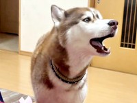 音に合わせて「アウアウ」と鳴き声を変えるモヒートくん（画像提供：mojitohuskyさん）