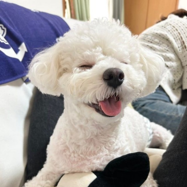 笑顔がキュートなぴぷすくん（画像提供：しろいぬ（ぴぷす）さん）